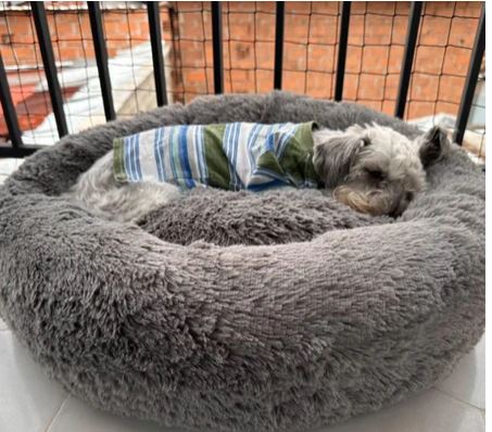 💤 Cama Dona Premium para Mascotas 💤